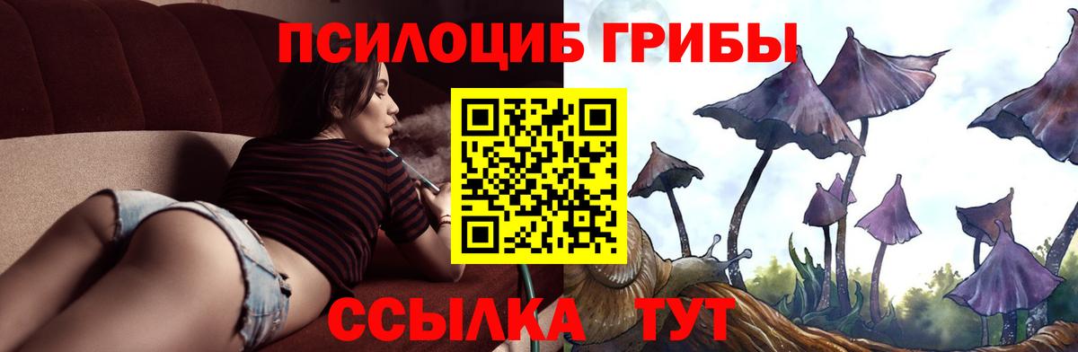 Псилоцибиновые грибы Psilocybine cubensis Находка